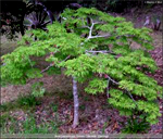 Green Cascade