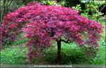Ever Red