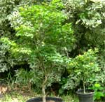 Acer Palmatum Banzai - NOW $25!!!!